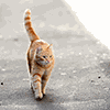 Максим Котов