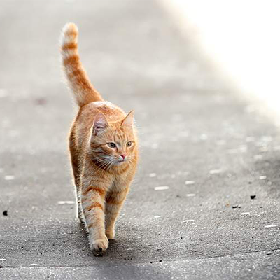 Максим Котов