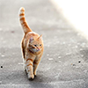 Максим Котов